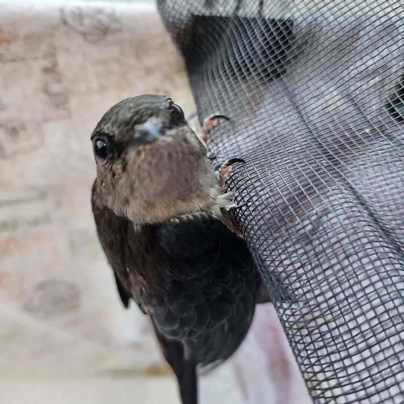 Chimney Swift