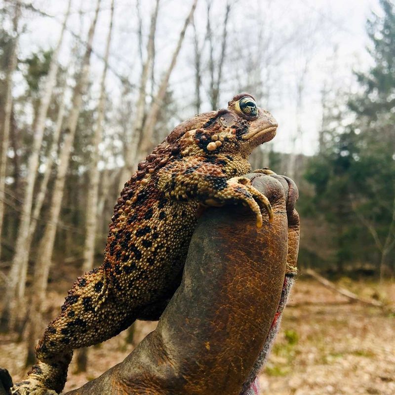 American Toad