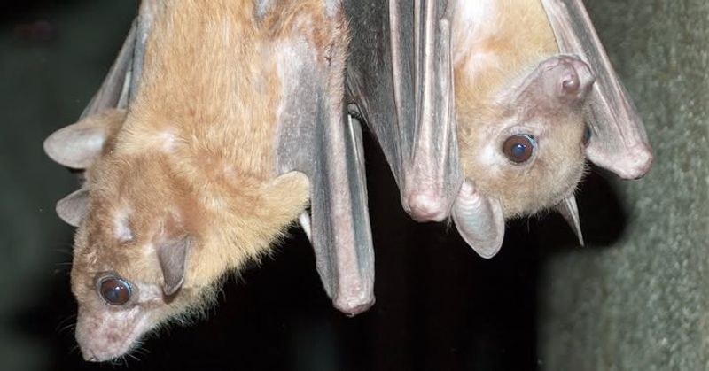 Little Brown Bats