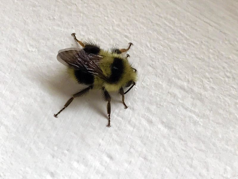 Western Bumble Bees: Declining Pollinators With Legal Protection