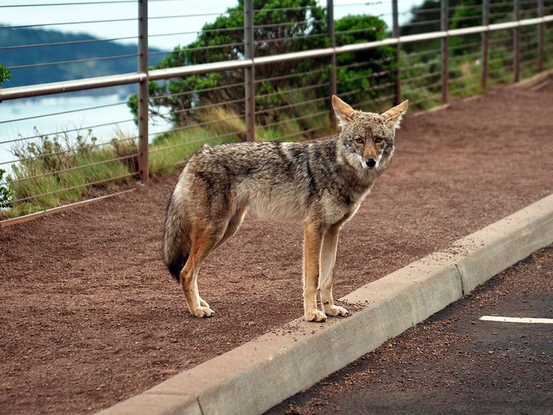 Approach or Try to Feed the Coyote