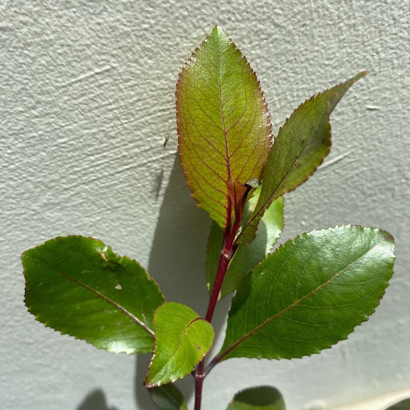 Khat (Catha edulis)
