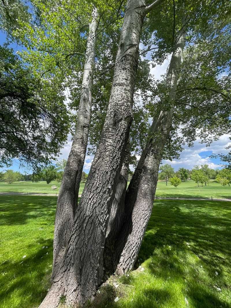 White Poplar