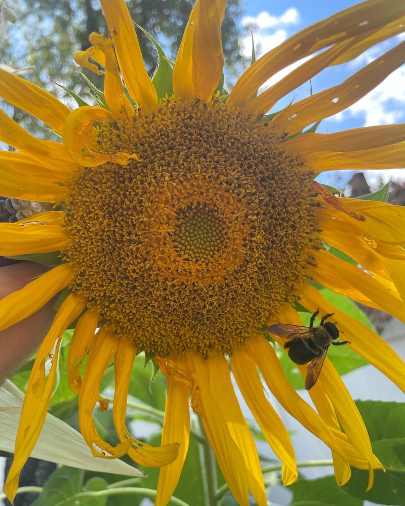 Sunflowers