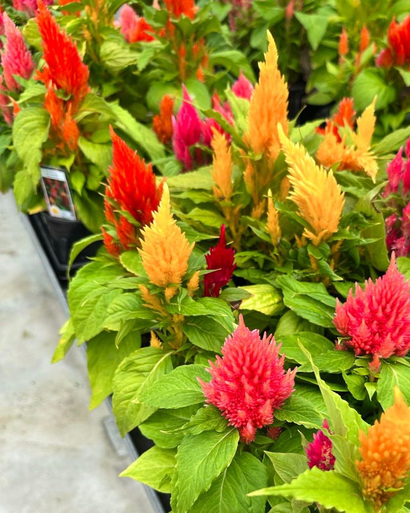 Celosia