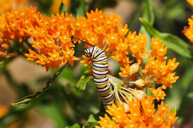 Butterfly Weed's Delicate Winter Balance