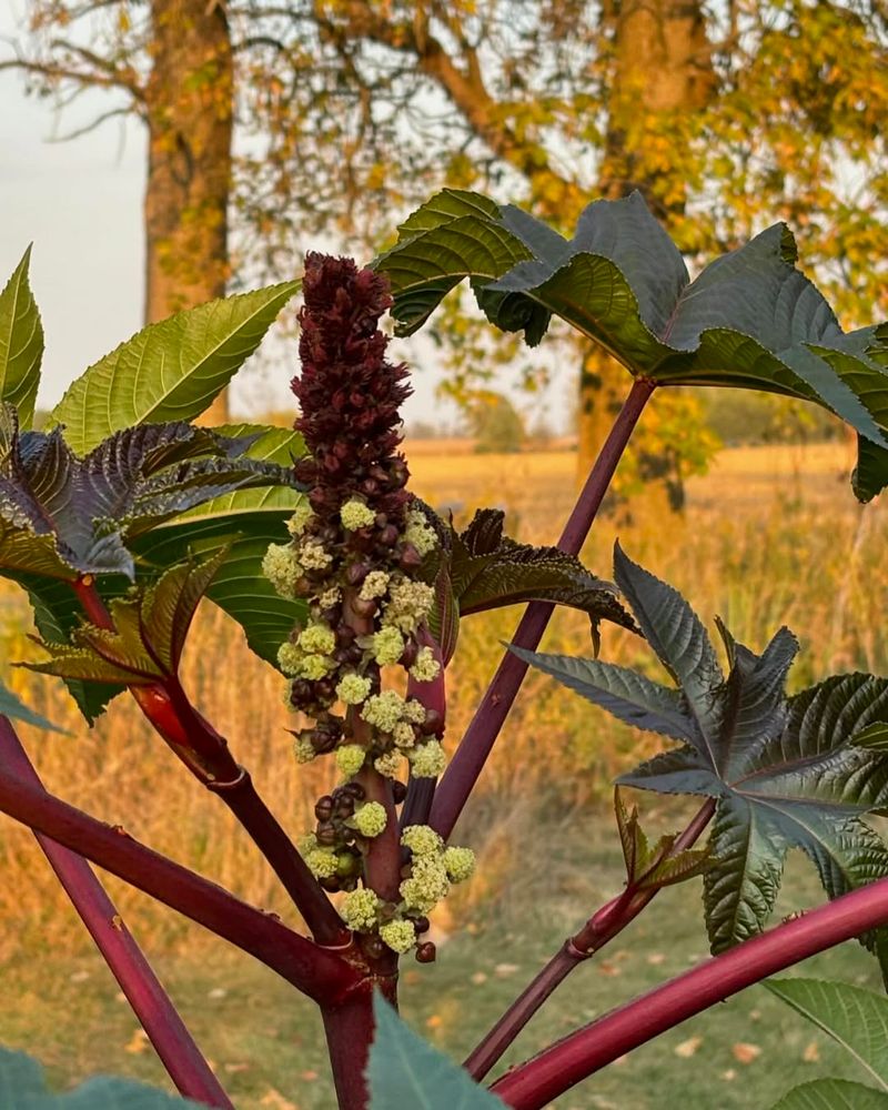 Castor Bean Plant