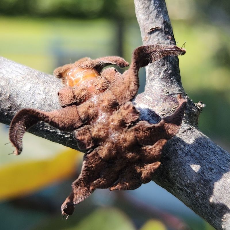 Hag Moth Caterpillar