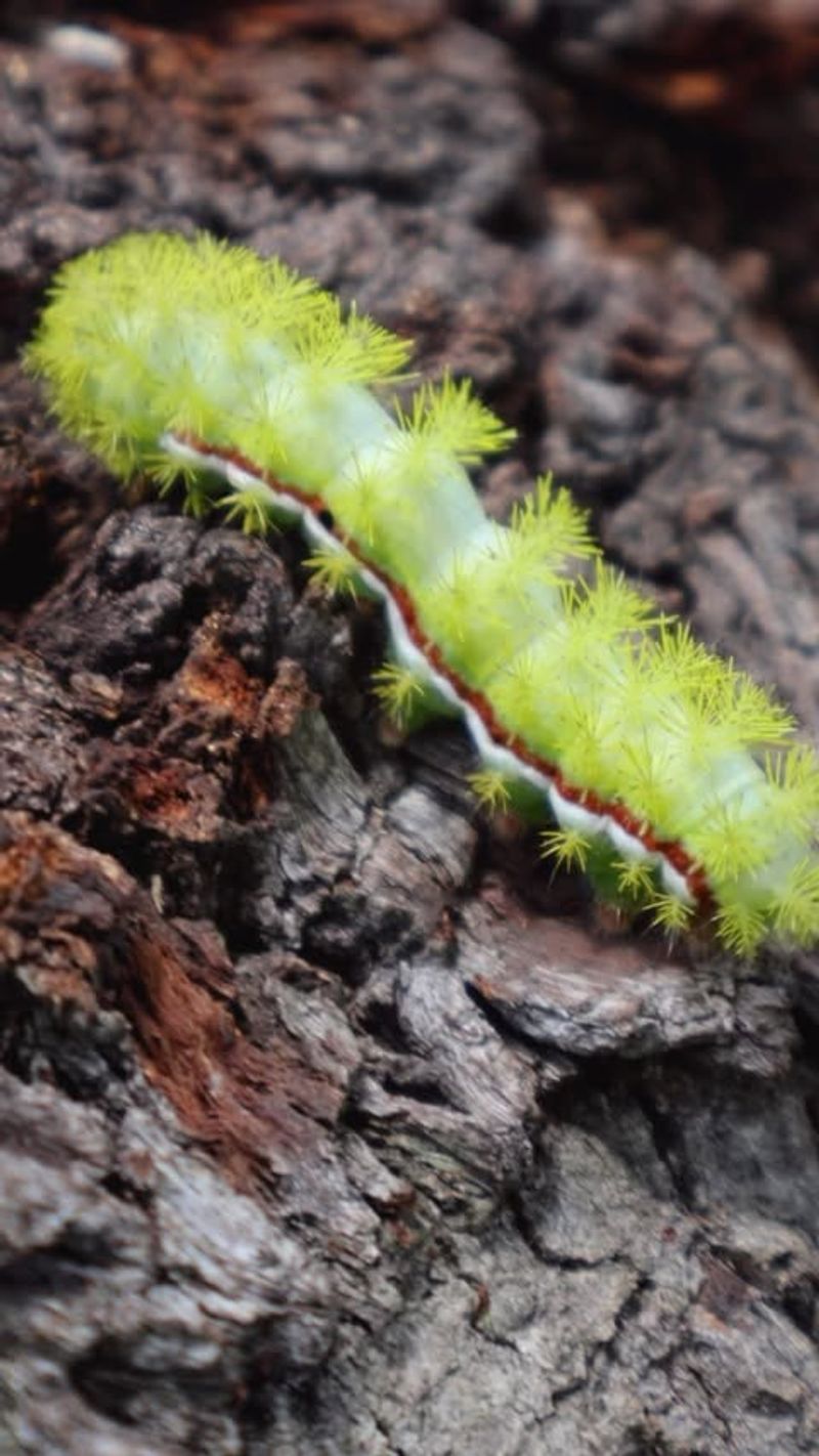 Io Moth Caterpillar