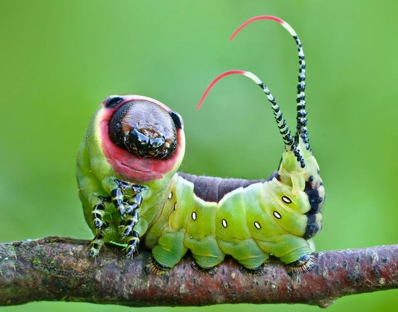 Puss Caterpillar