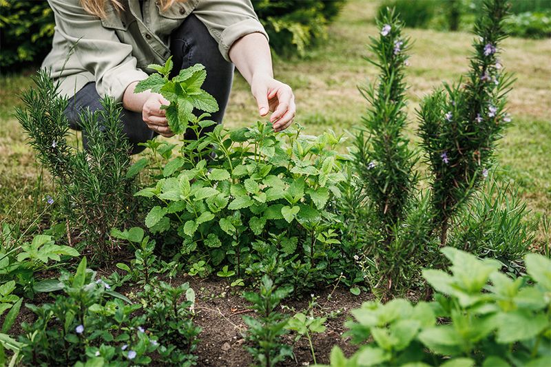 Helping Herbs Like Basil And Rosemary Thrive Nearby