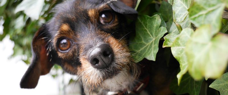 Proper Ivy Removal Protects Pets Long-Term