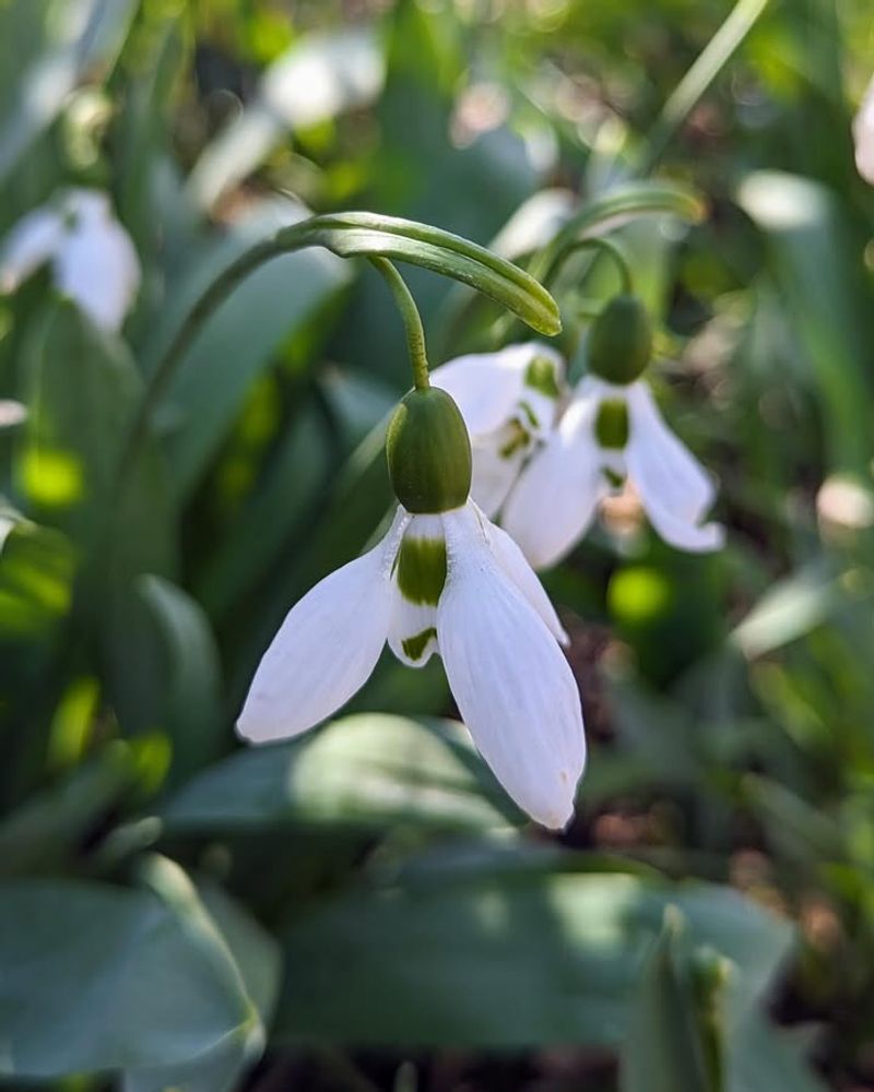 Snowdrops (Galanthus)