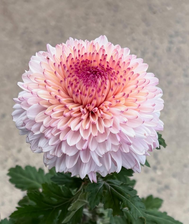 Chrysanthemums