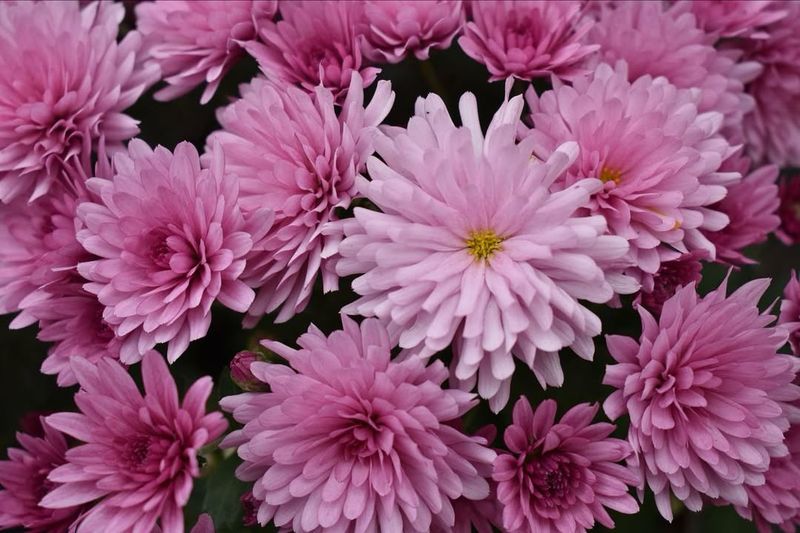 Chrysanthemums