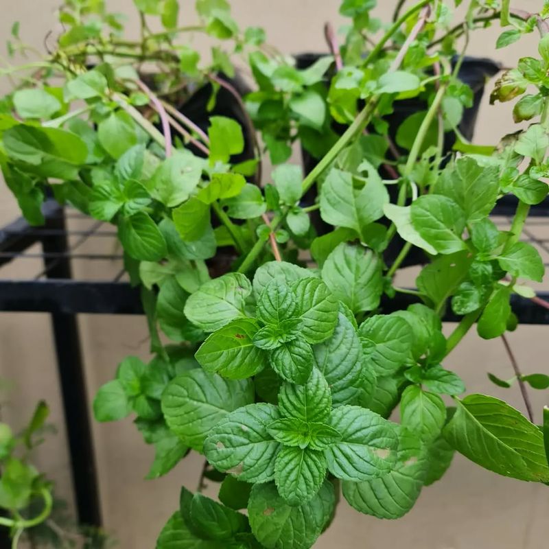 Mint Varieties