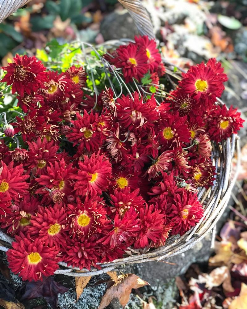 Chrysanthemums