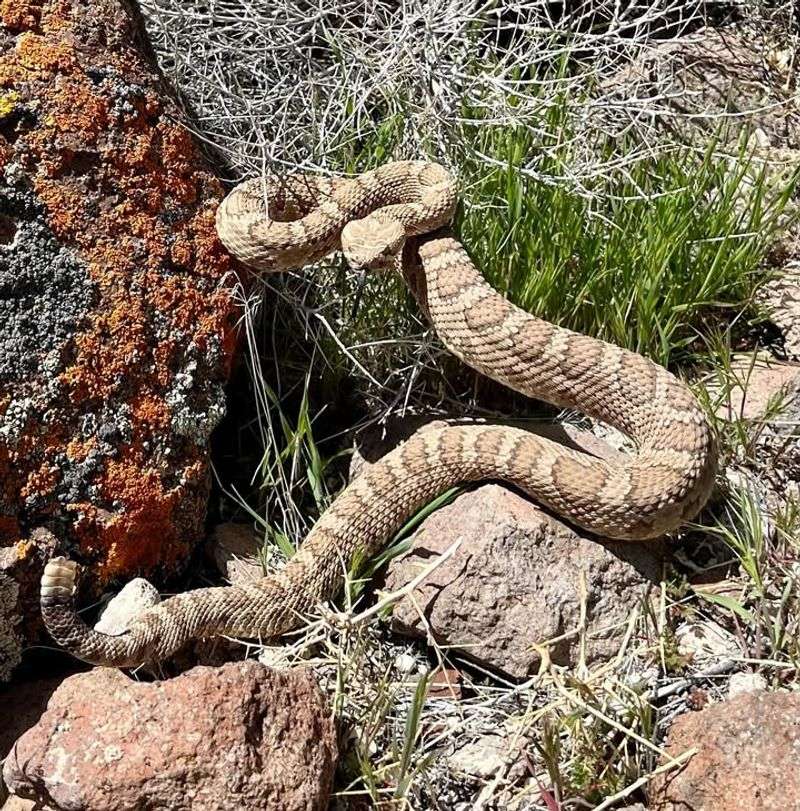 Great Basin Rattlesnake