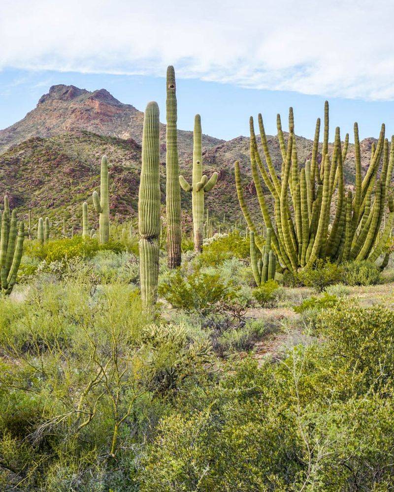Organ Pipe Cactus