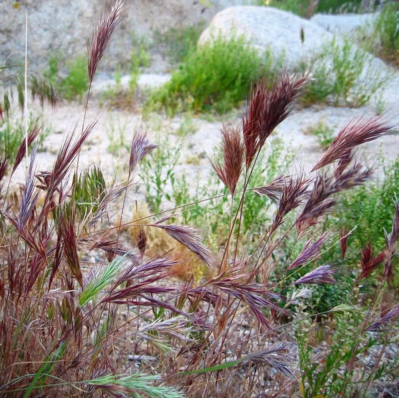 Red Brome
