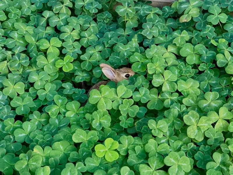 Redwood Sorrel (Oxalis oregana 'Redwood')