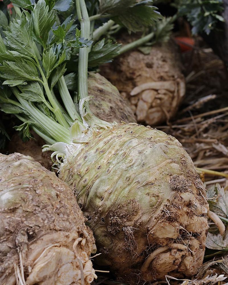 Celeriac