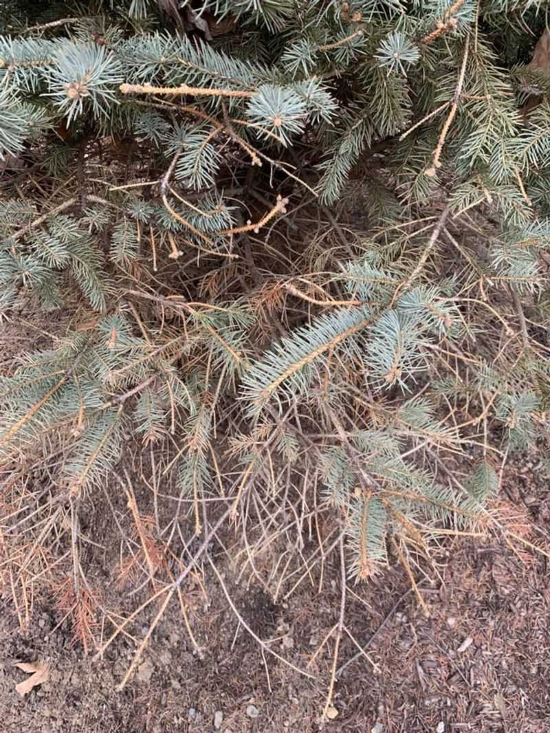 Fungal Diseases Taking Hold