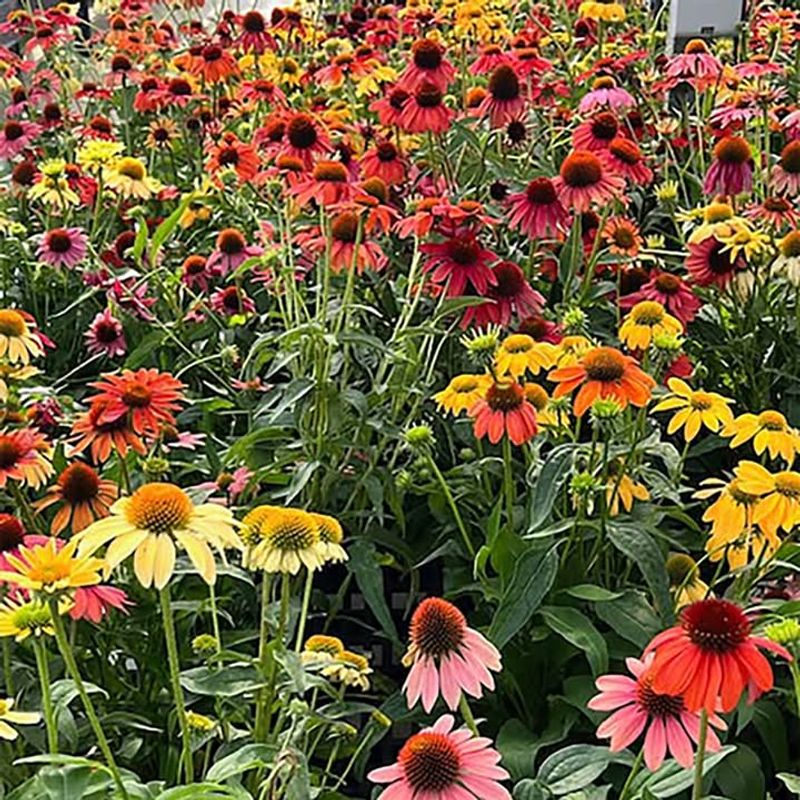 Coneflower 'Cheyenne Spirit'