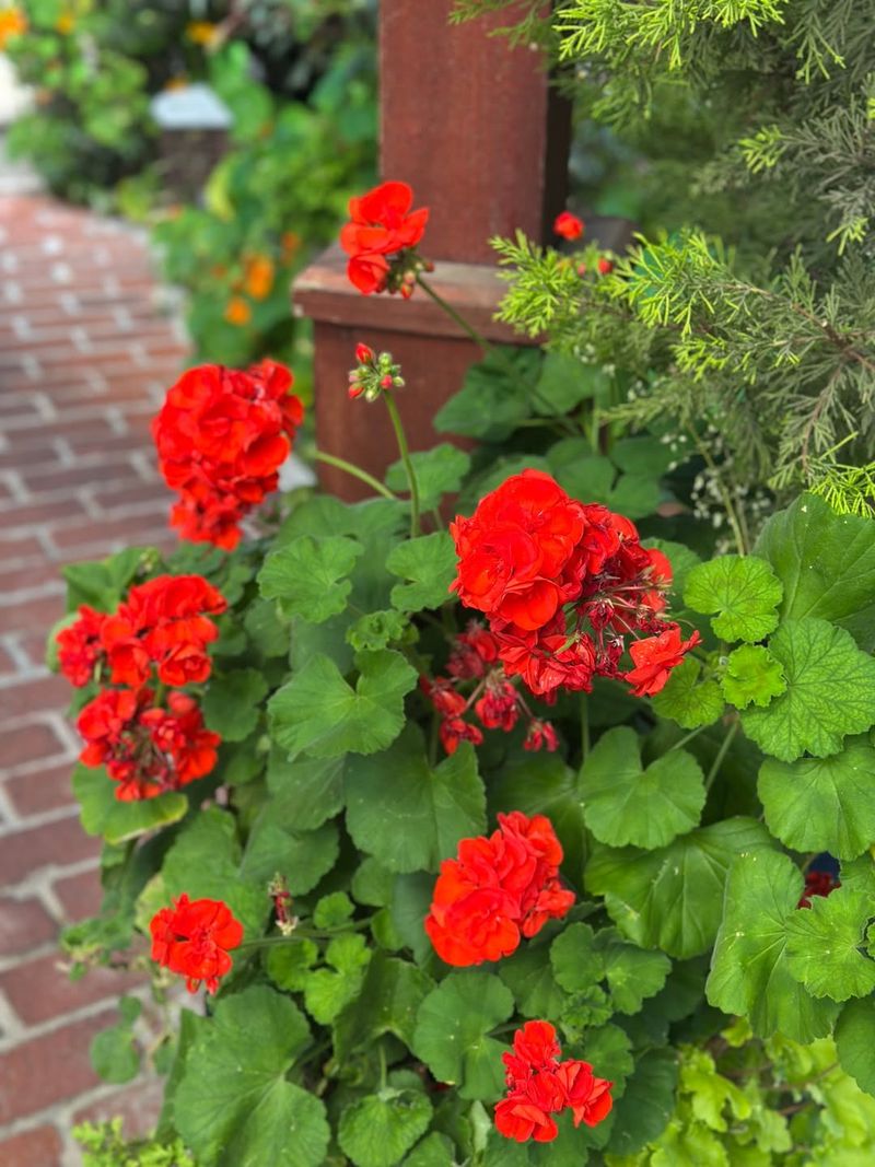 Geraniums