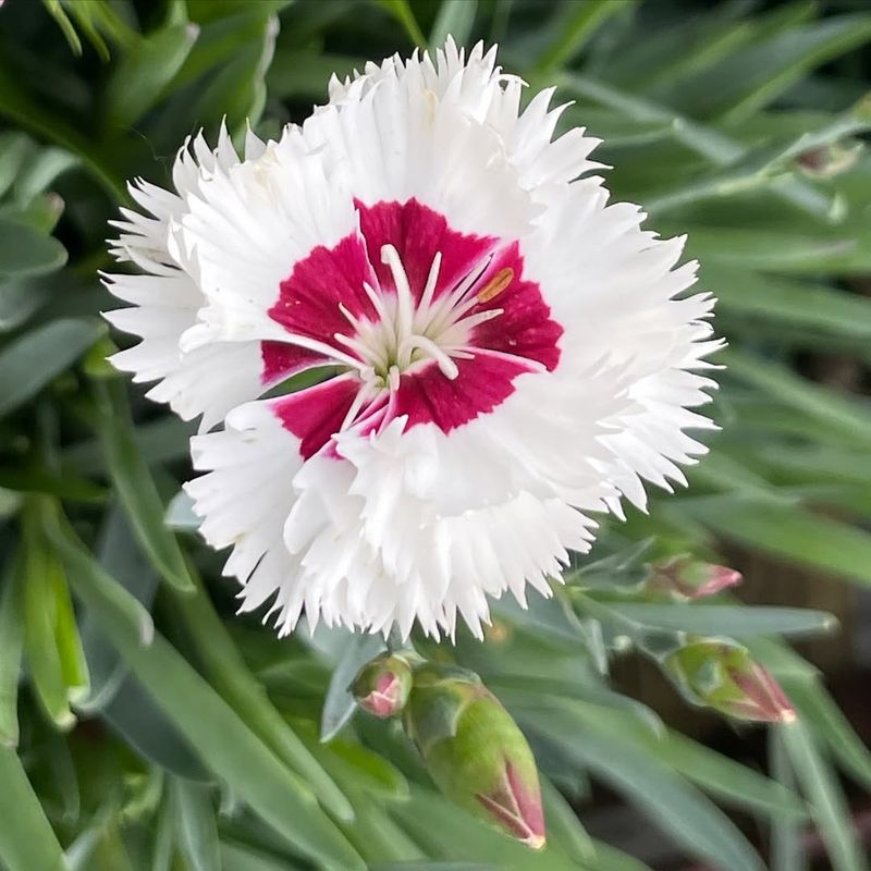Dianthus