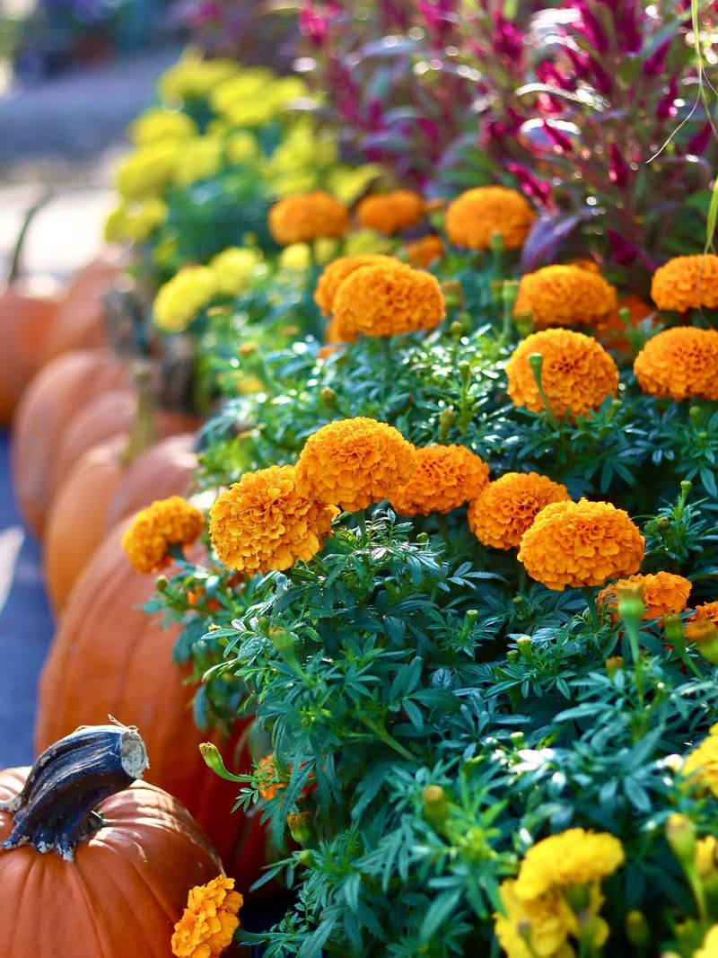 Marigolds