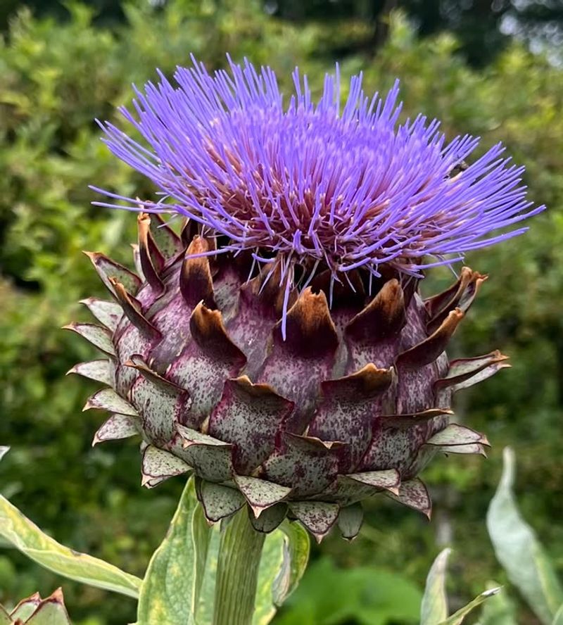 Cardoon