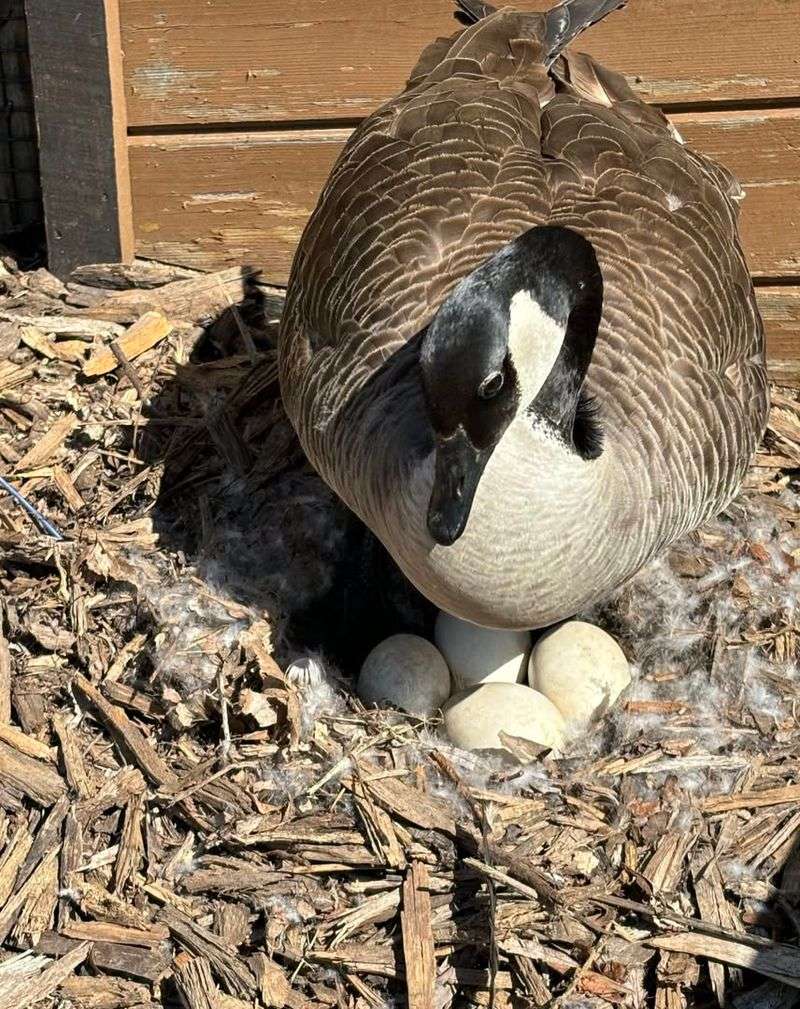 Canada Geese During Nesting