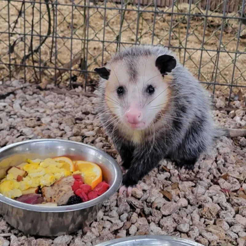 Opossums