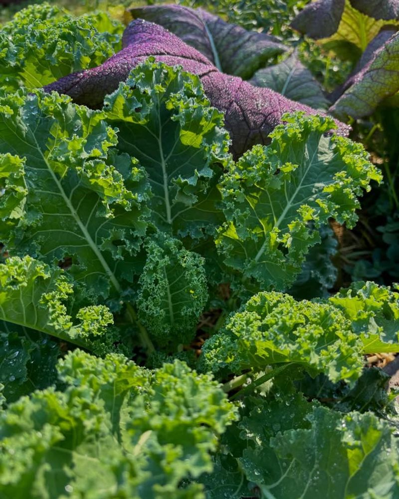 Salt-Tolerant Kale
