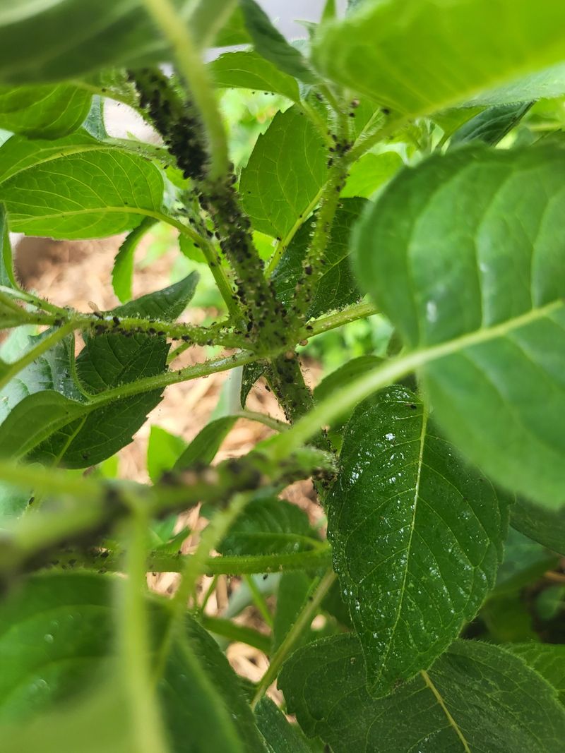Monitor for Pests Hiding in Dead Stems