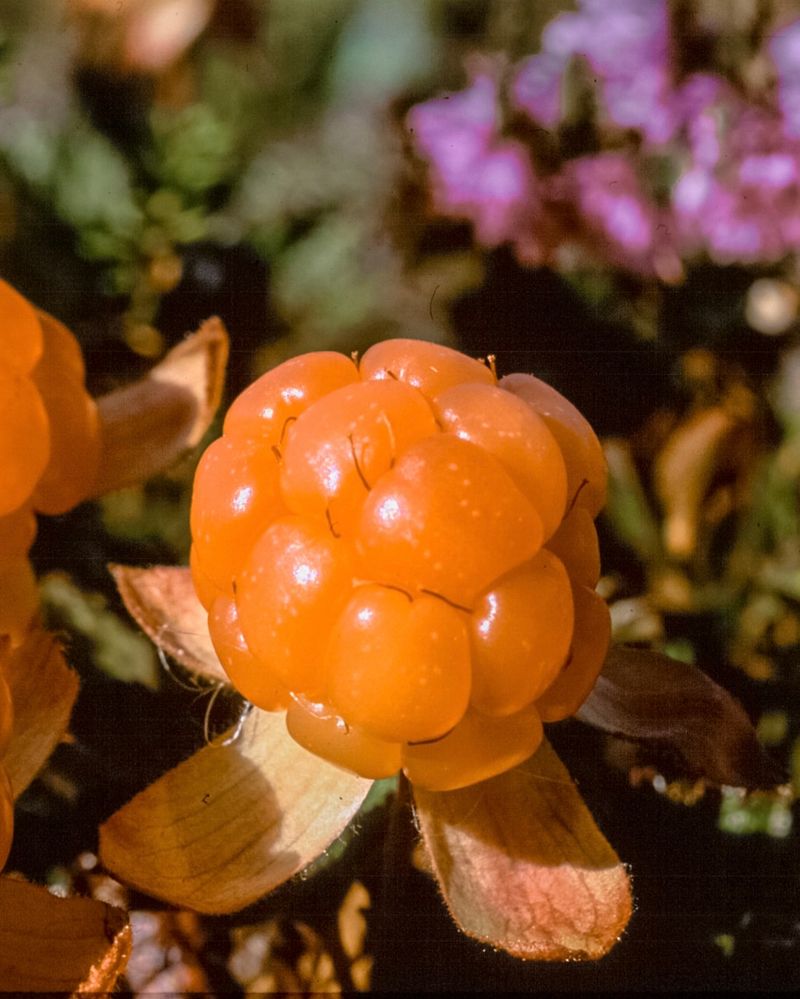 Cloud Berries