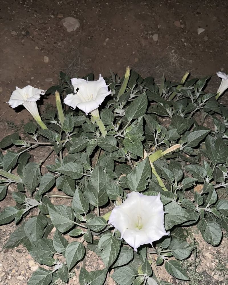 The Deceptive Datura