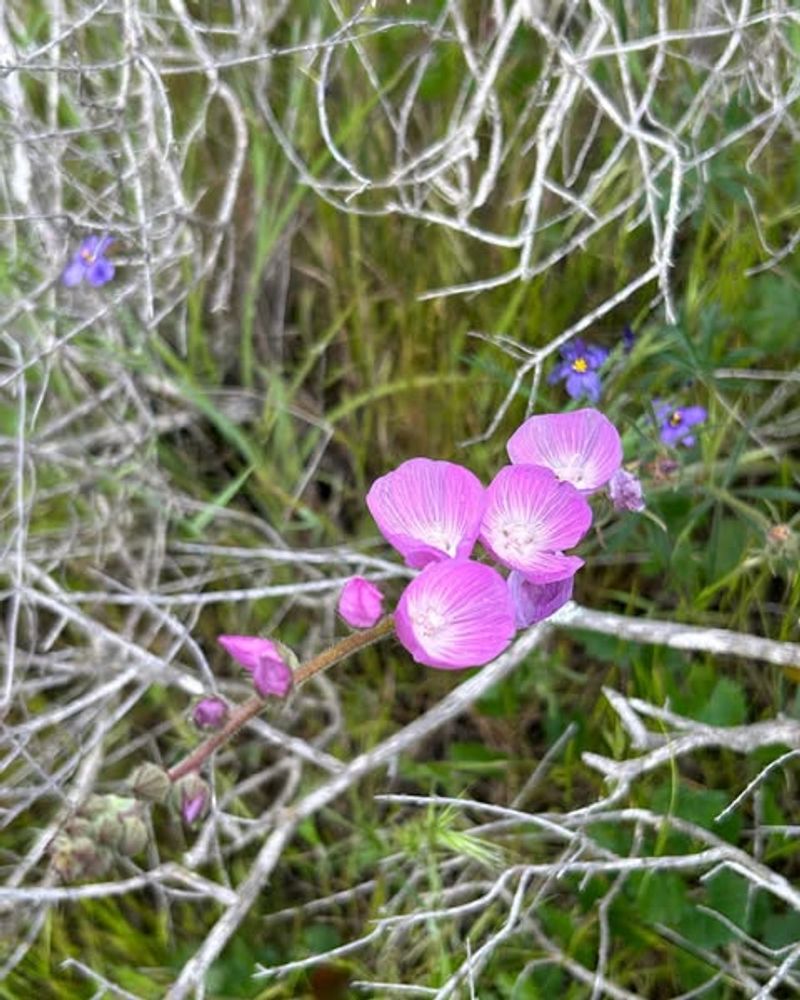 Checker Bloom