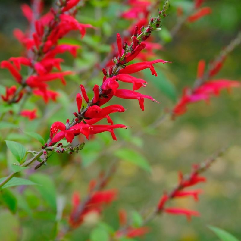 Butterflies Flock To Its Tubular Red Blooms