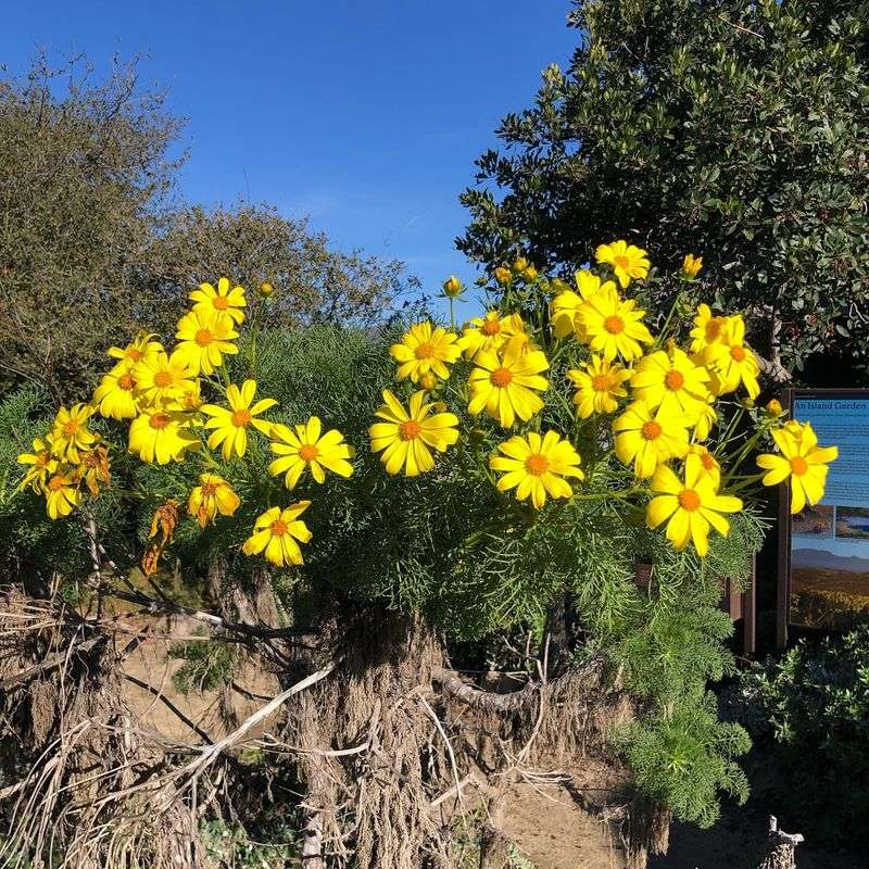 Coreopsis (Coreopsis lanceolata)