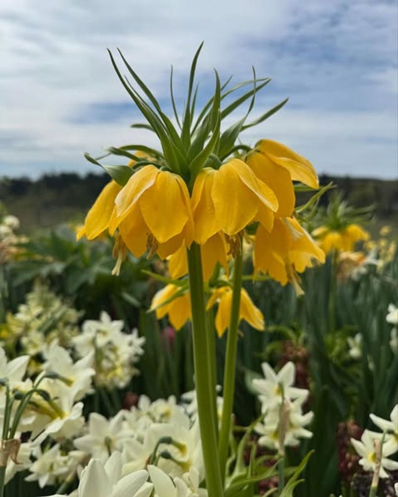 Fritillaria