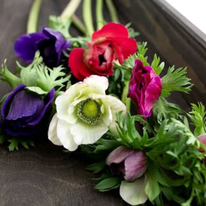 Anemones