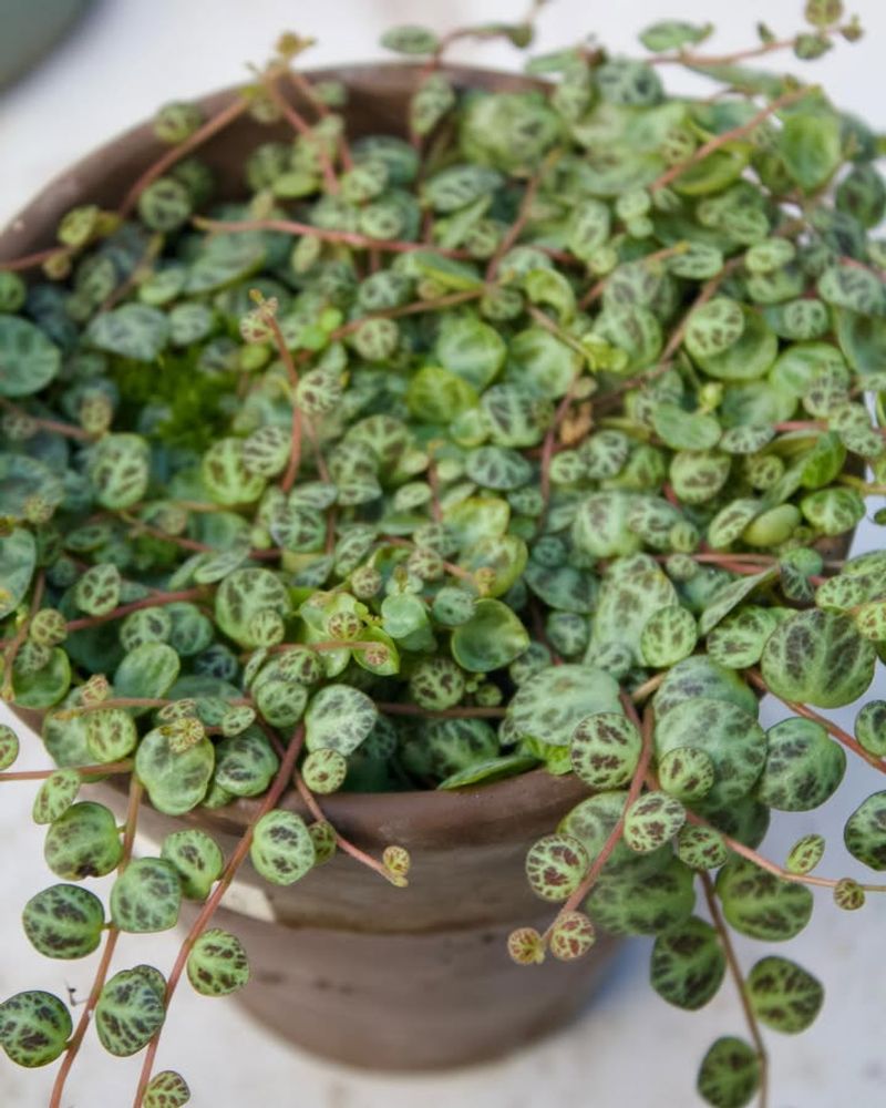 Peperomia Prostrata