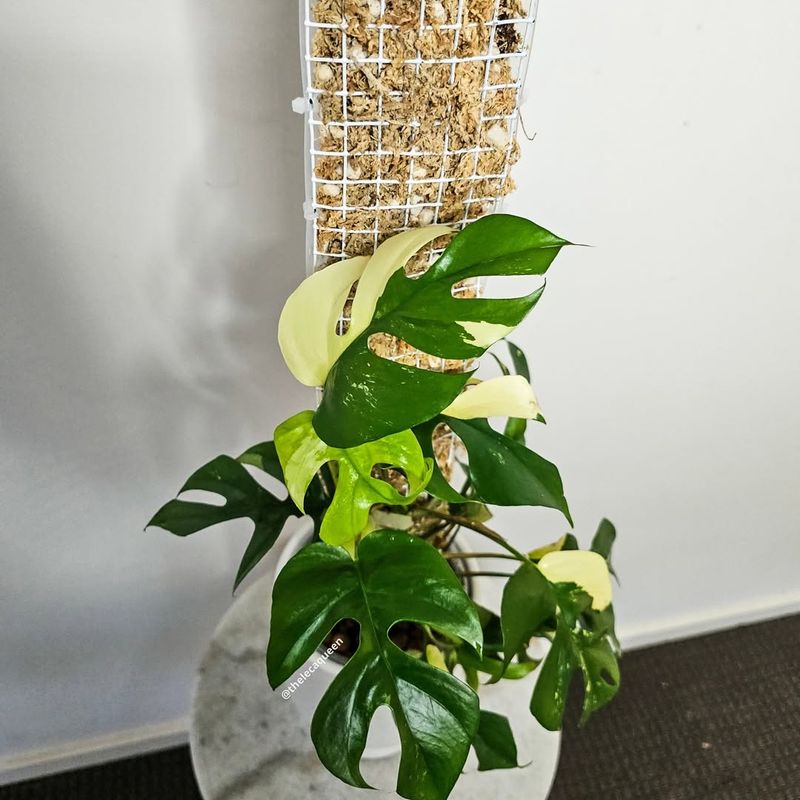 Rhaphidophora Tetrasperma Variegated