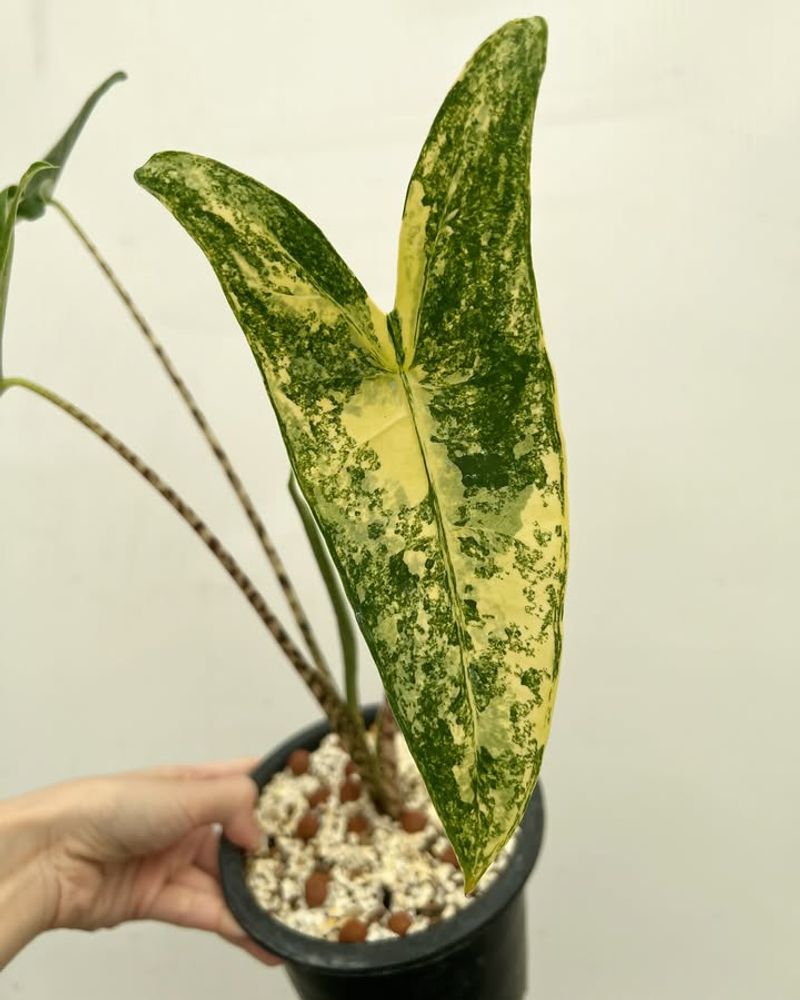 Alocasia Zebrina