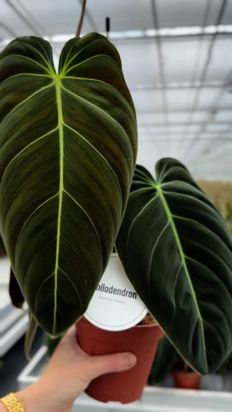 Philodendron Melanochrysum