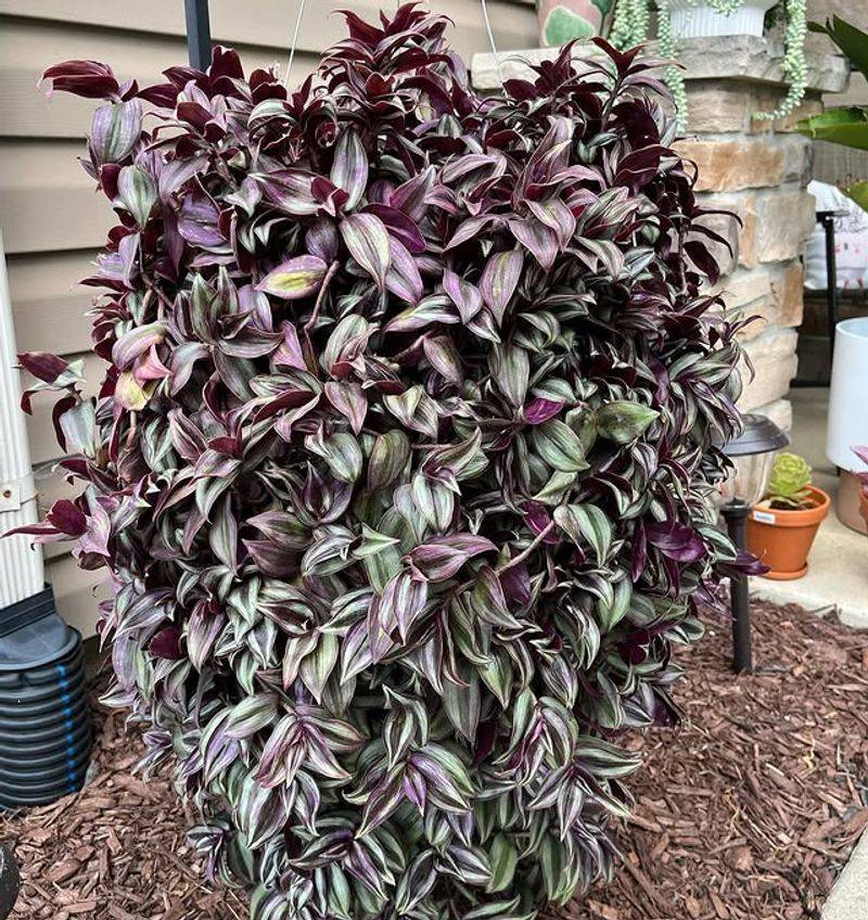 Tradescantia Zebrina 'Wandering Jew'