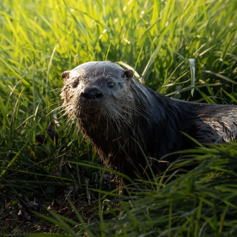 River Otter