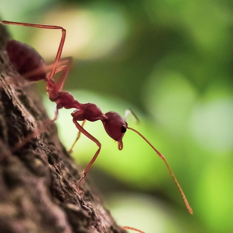 Fire Ants